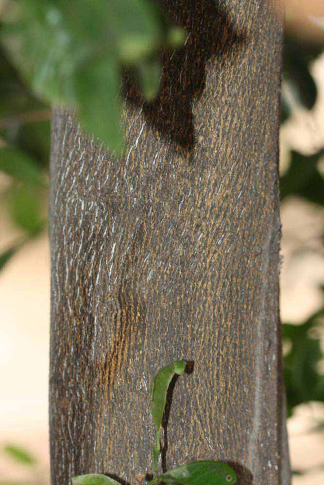            Bark (Riverside, CA)   